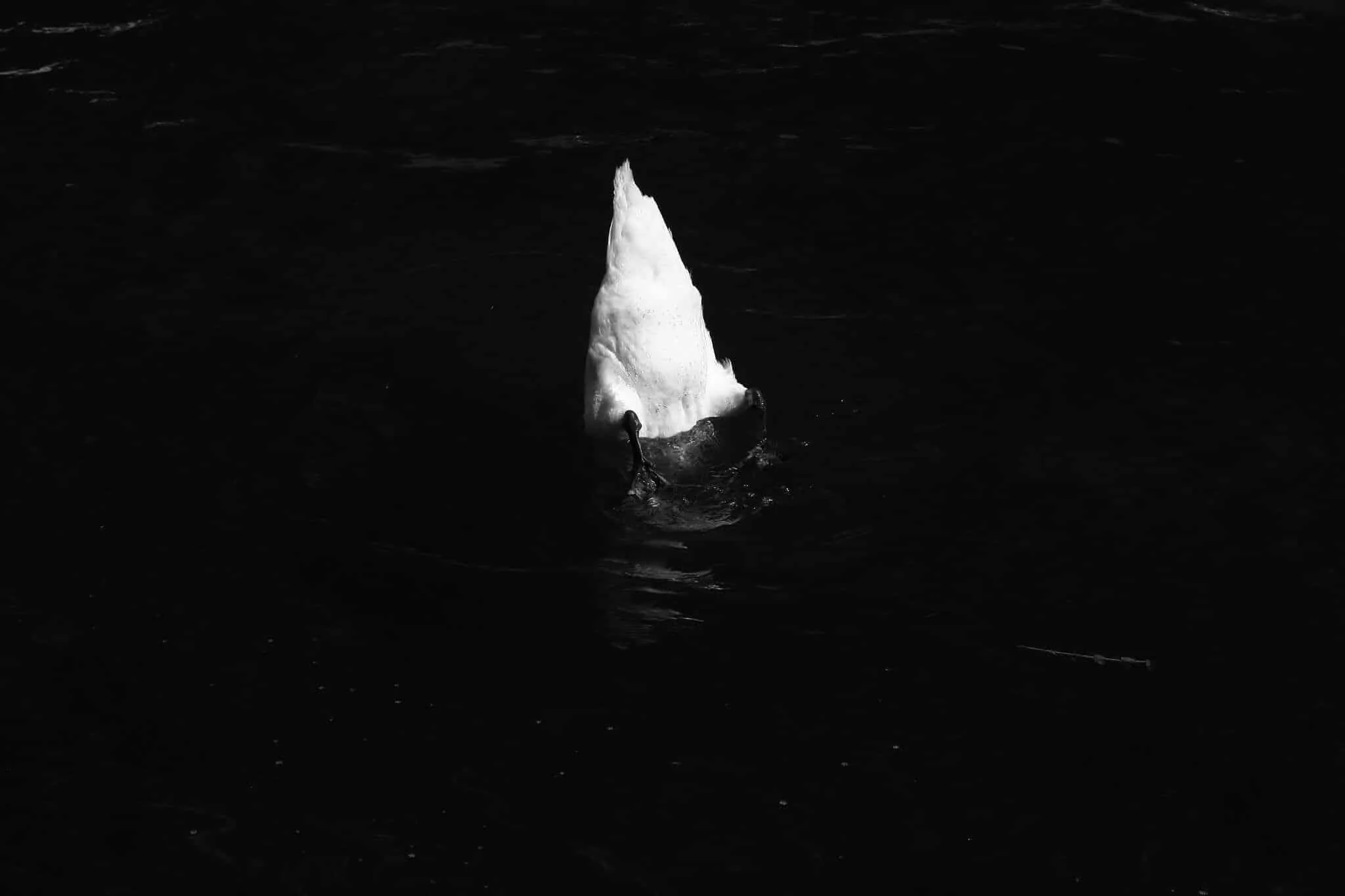 Black, Swan III, 2024