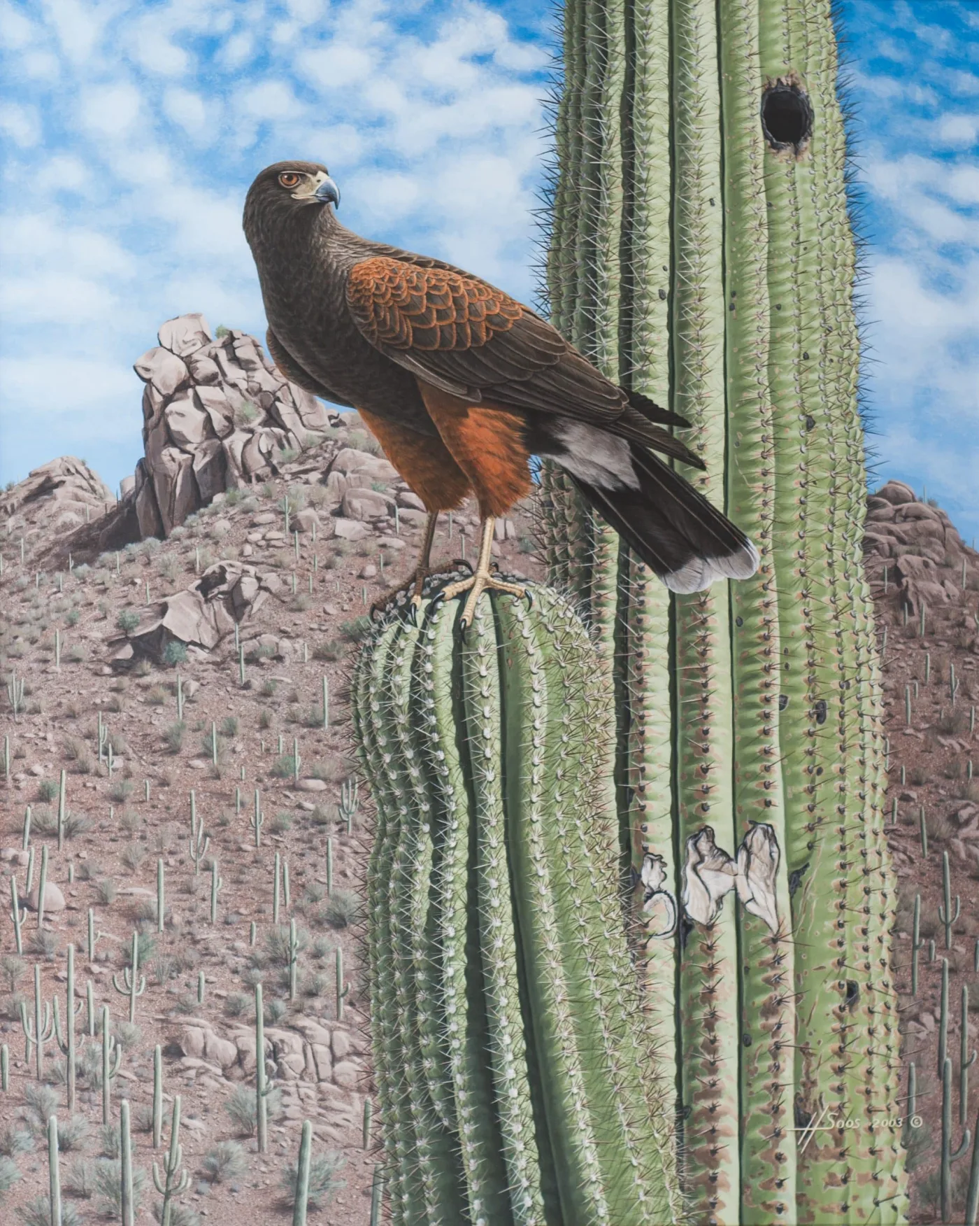 Desert Monarchs – Harris’s Hawk and Saguaro, 2003
