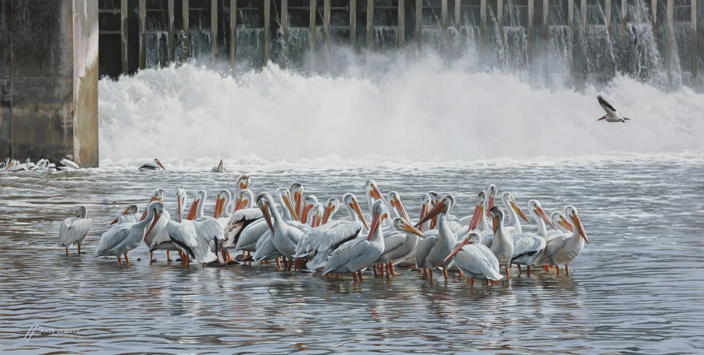 Pelican Paradise – Lockport Dam, 2010
