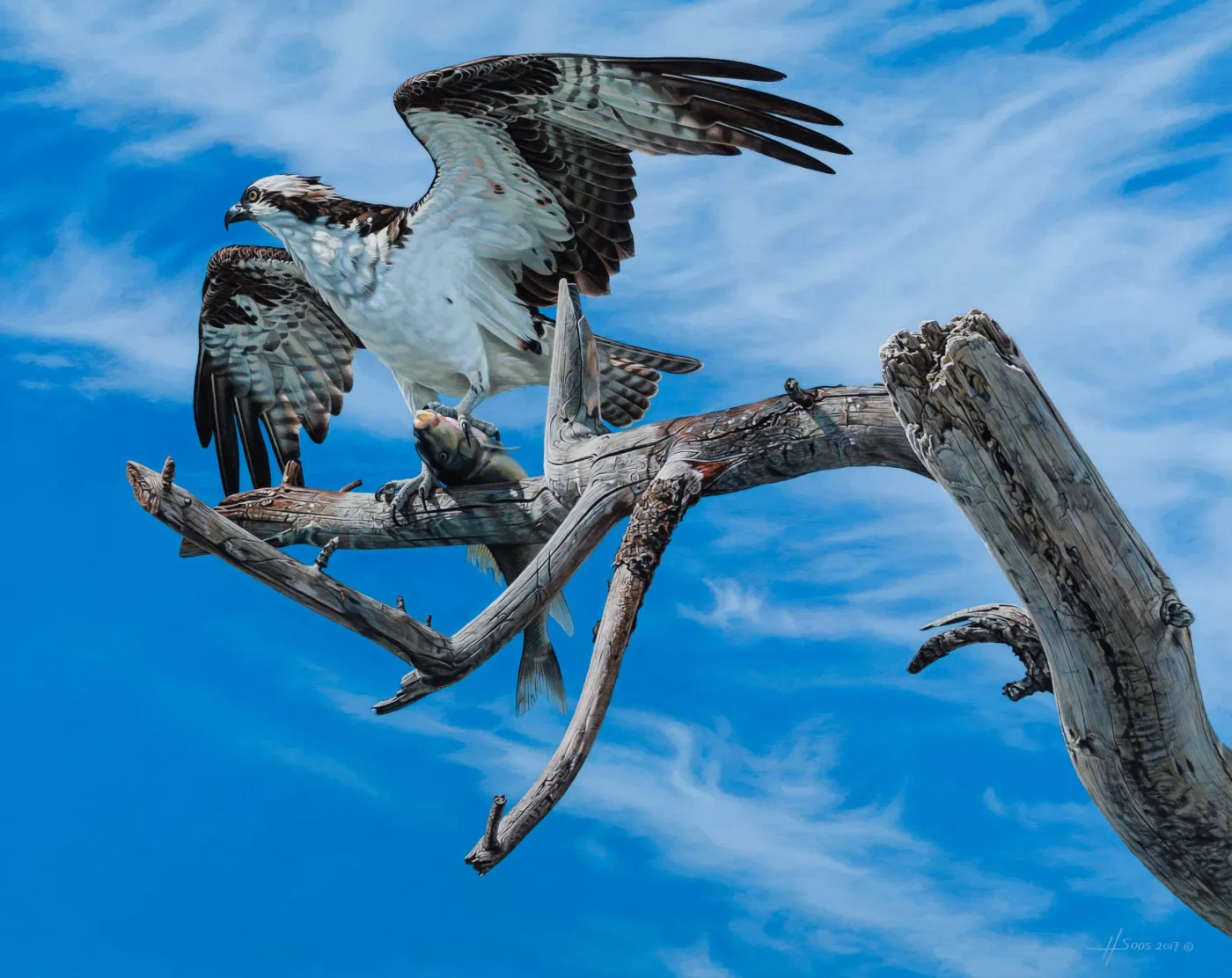 The Fish Hawk, 2017
