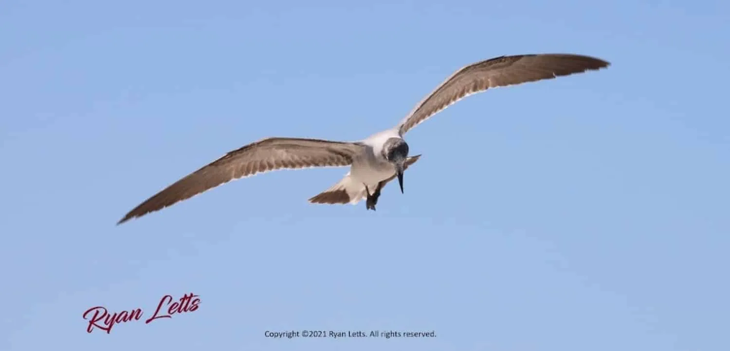 Soar With Pride, 2021