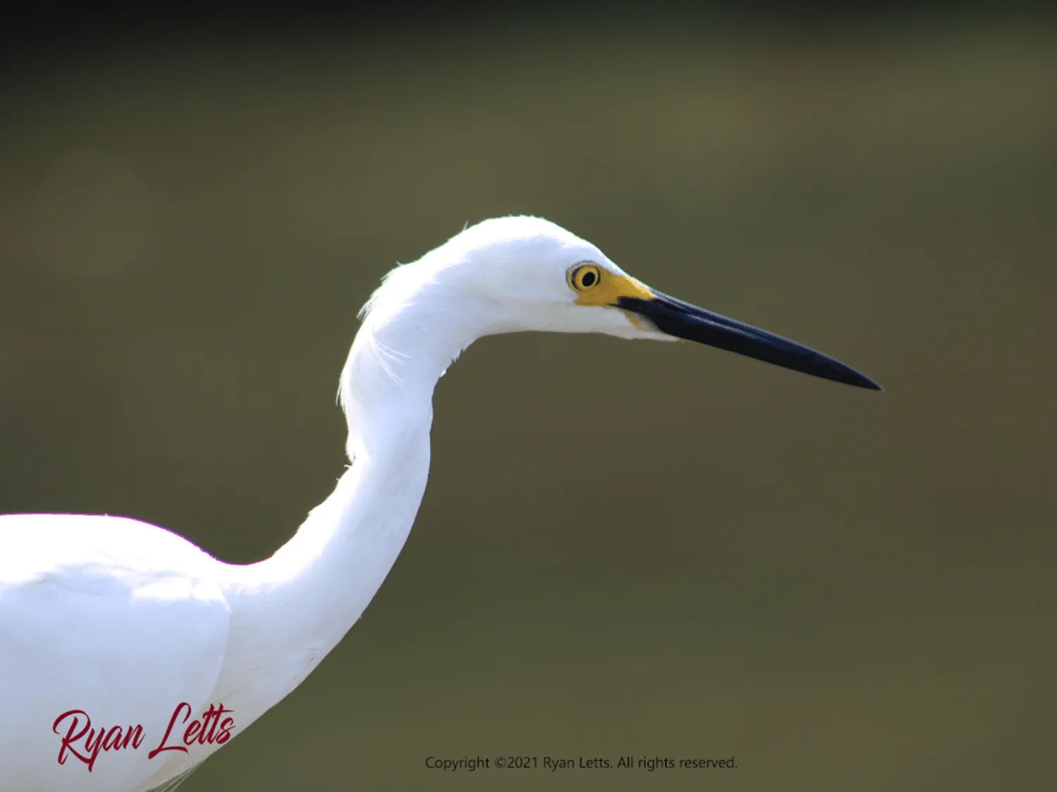 Gazing Egret, 2021