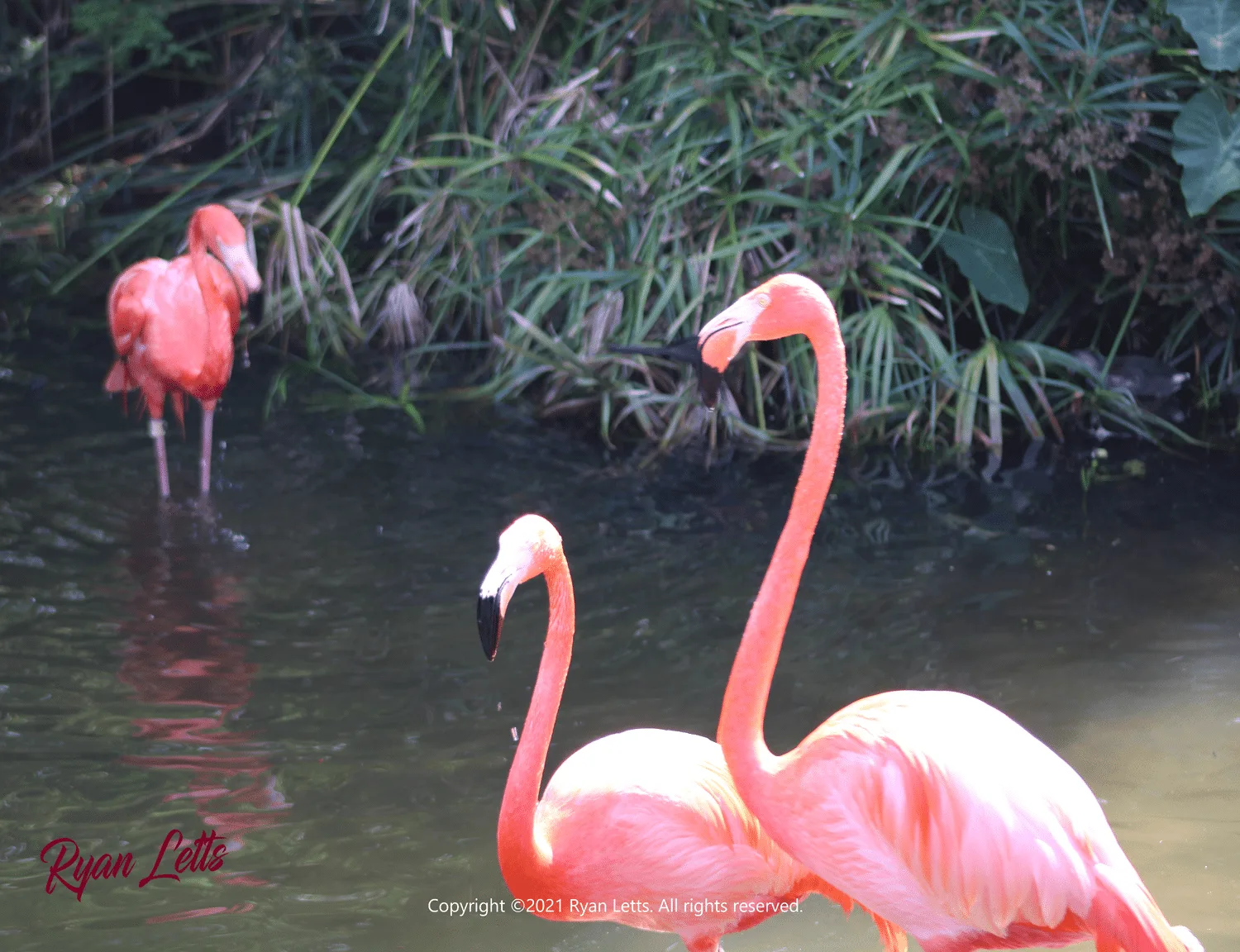 Flamingos In A Pond