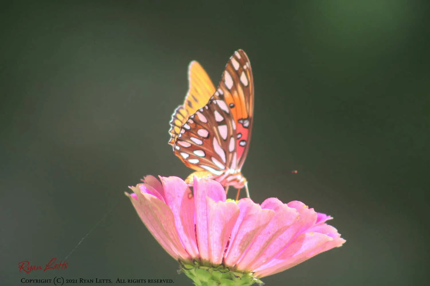 Beautiful Butterfly, 2021