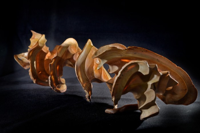 Nudibranch Sea Slug