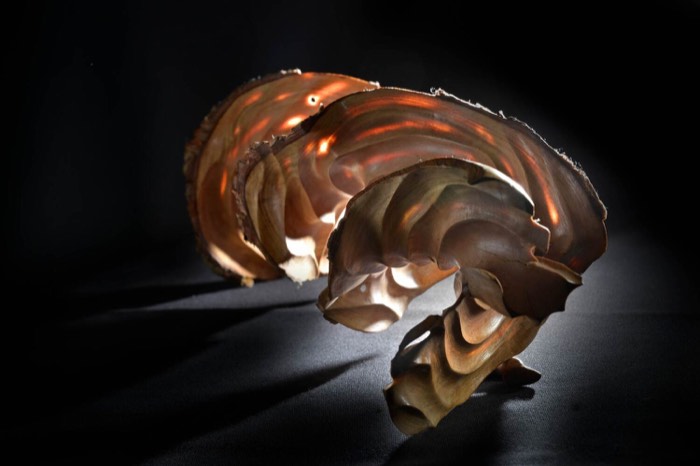 Nudibranch Sea Slug II