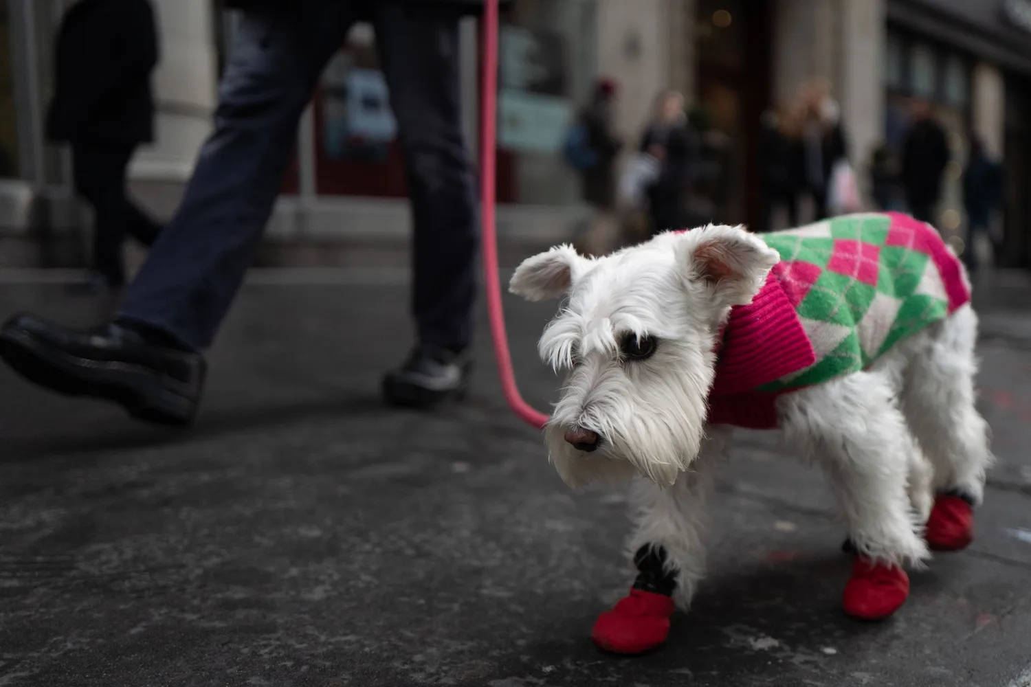 Chic Dog Nyc, 2018