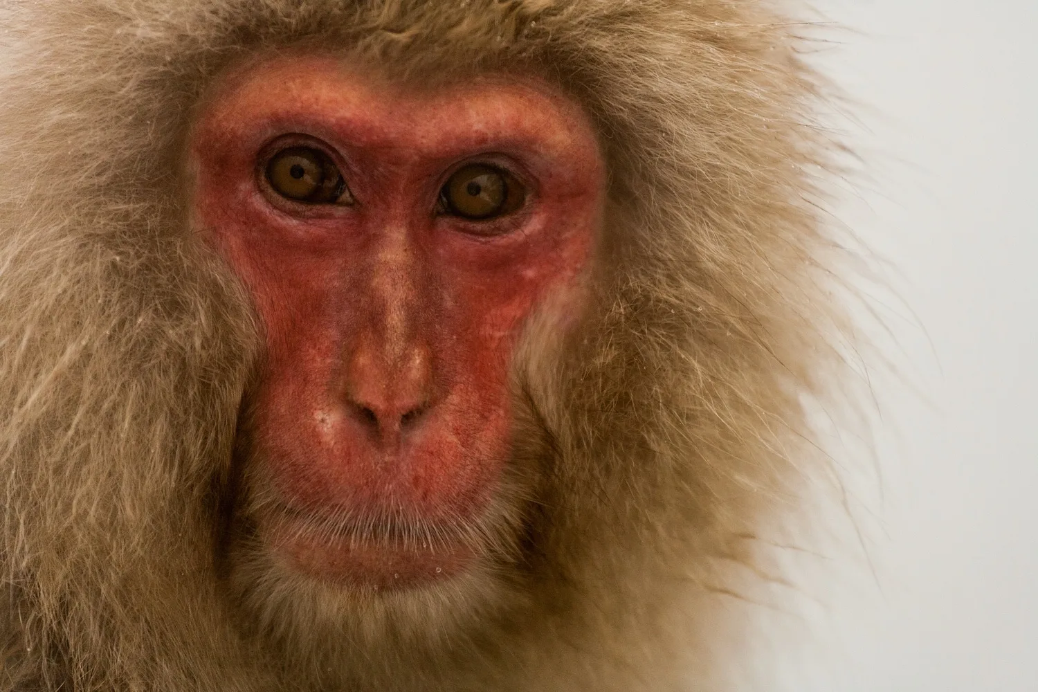 Japanese Snow Monkey, 2010