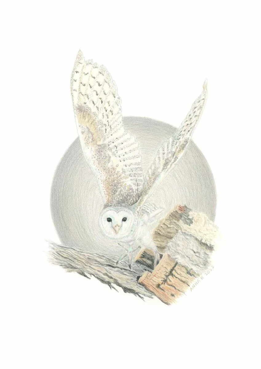 Eastern Barn Owl, 2022