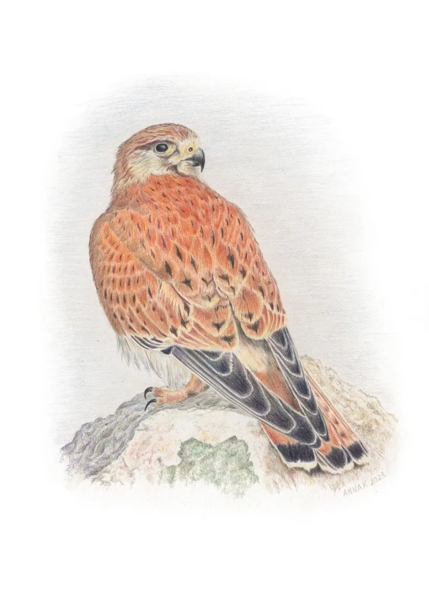 Nankeen Kestrel, 2023