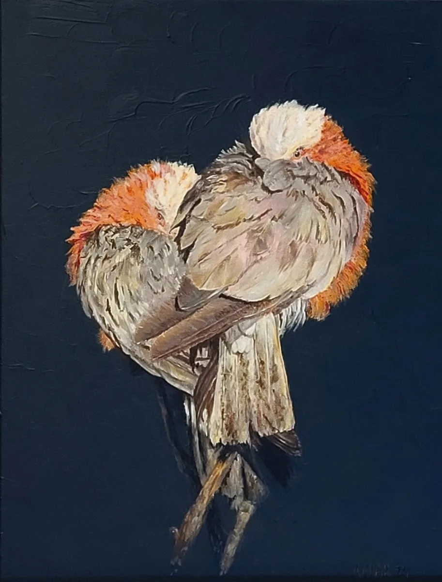 Love At Sunset Galahs, 2024