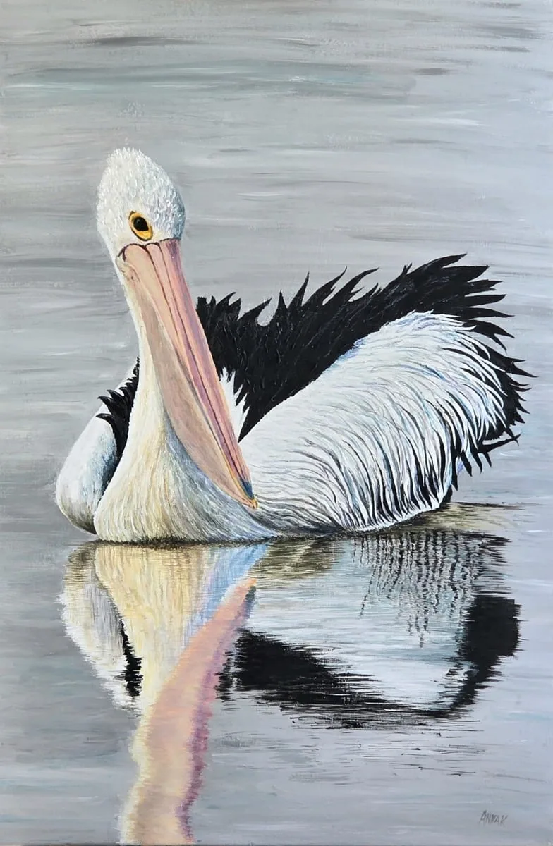 Reflections Australian Pelican, 2025