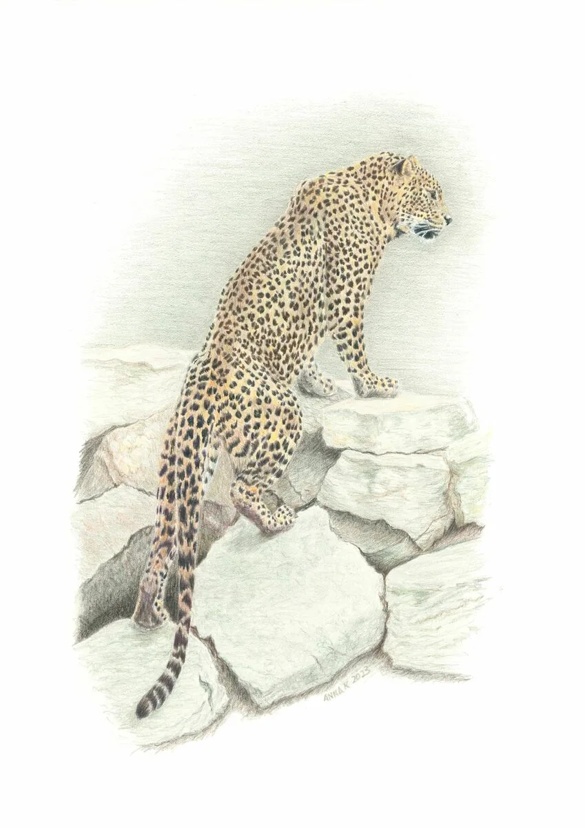Sri Lankan Leopard, 2023