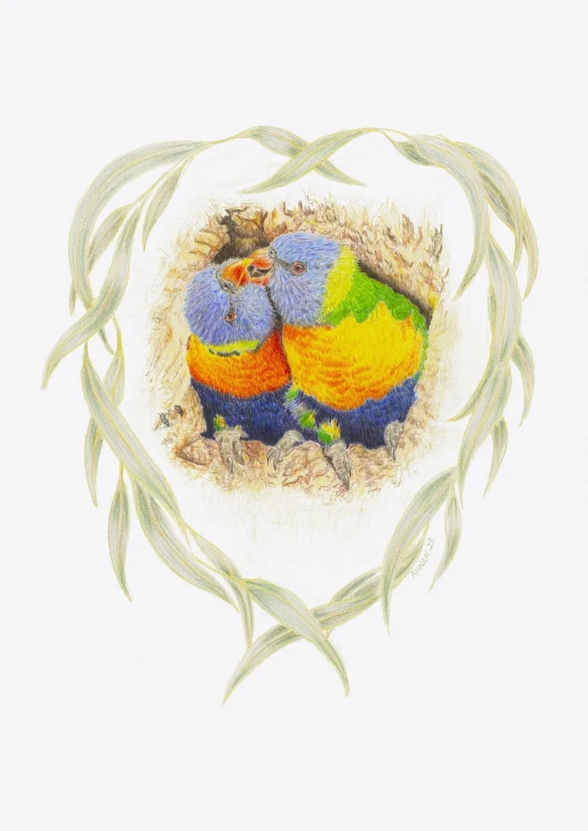 Rainbow Lorikeets, 2023