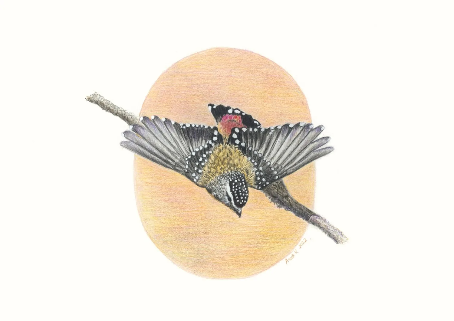 Spotted Pardalote, 2022