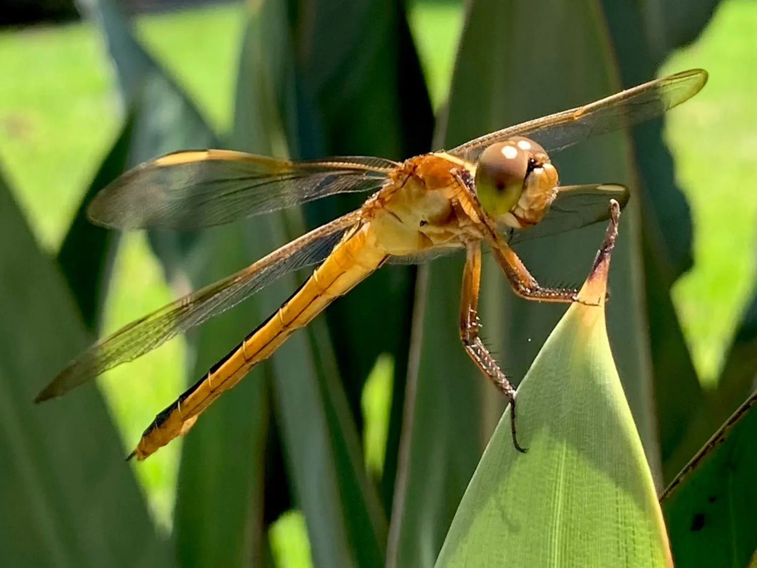 Golden Flight / Golden Winged Skimmer Dragonfly