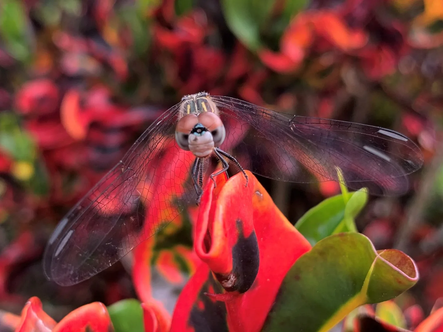 Garnet Soul / Blue Dasher Dragonfly
