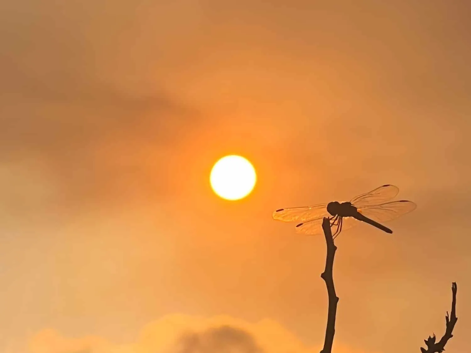 Dragonfly Sunset