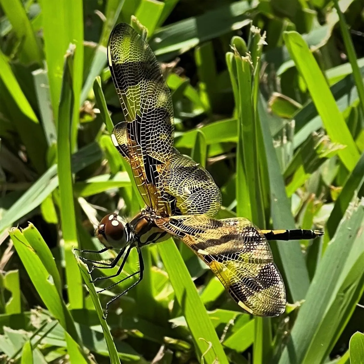 Sunlit Beauty / Halloween Pennant Dragonfly