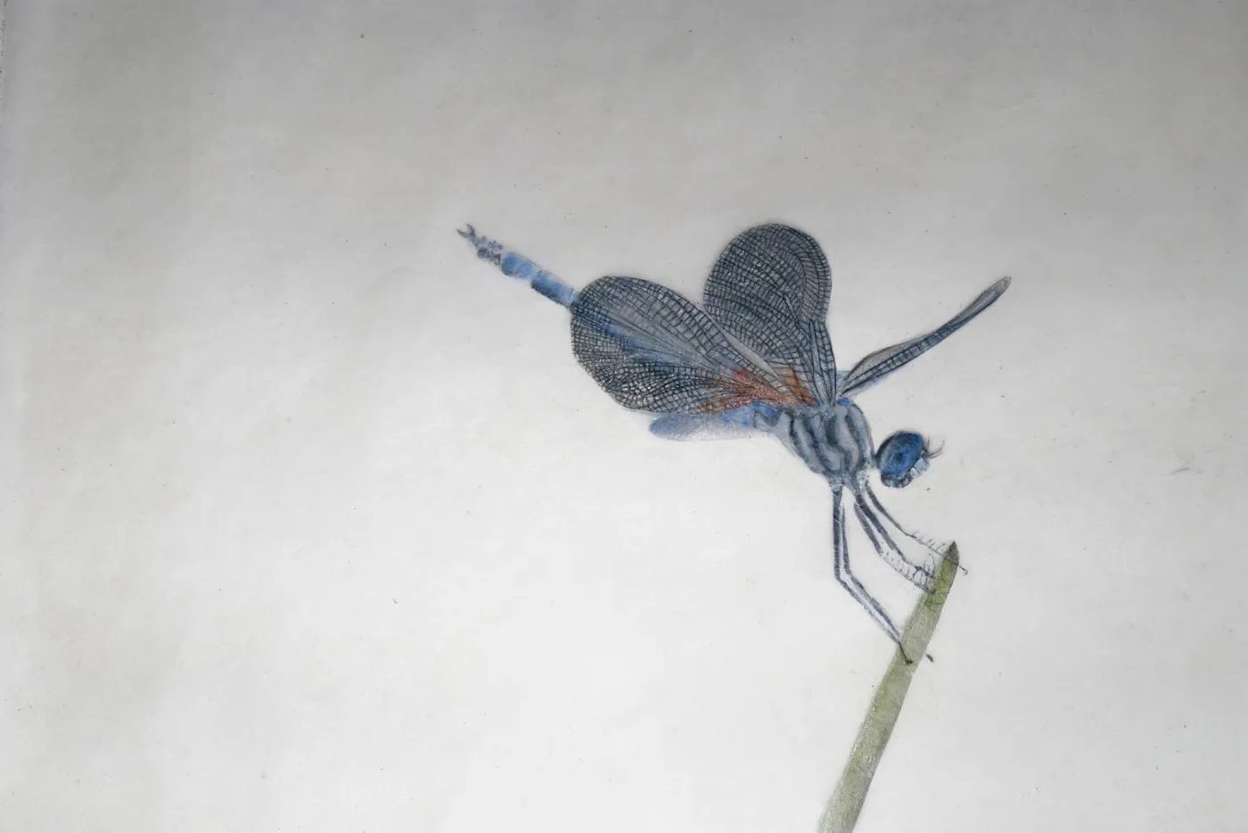Blue Dragonfly