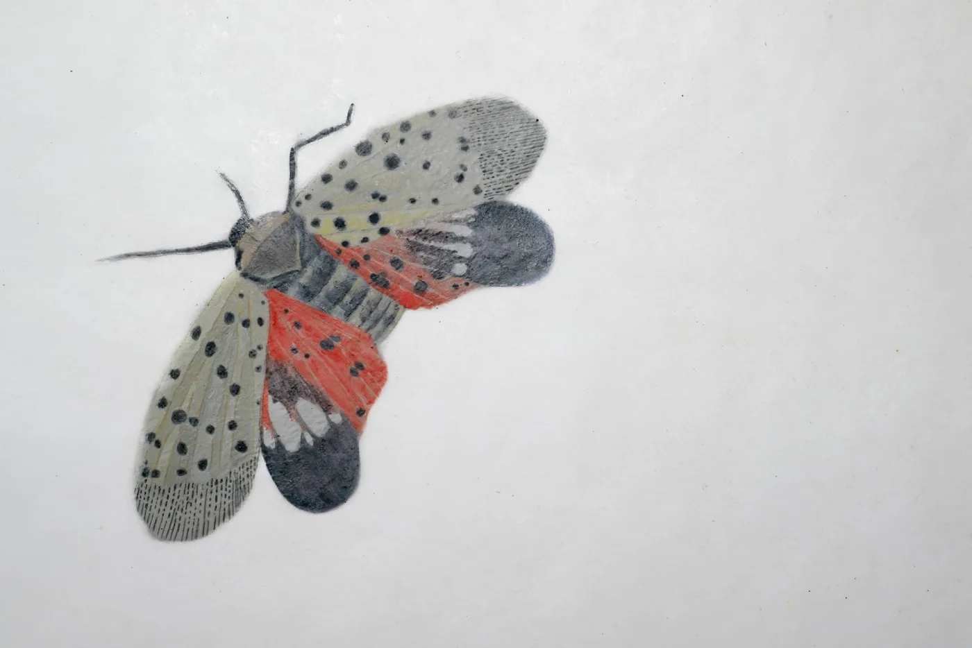 Spotted Lanternfly