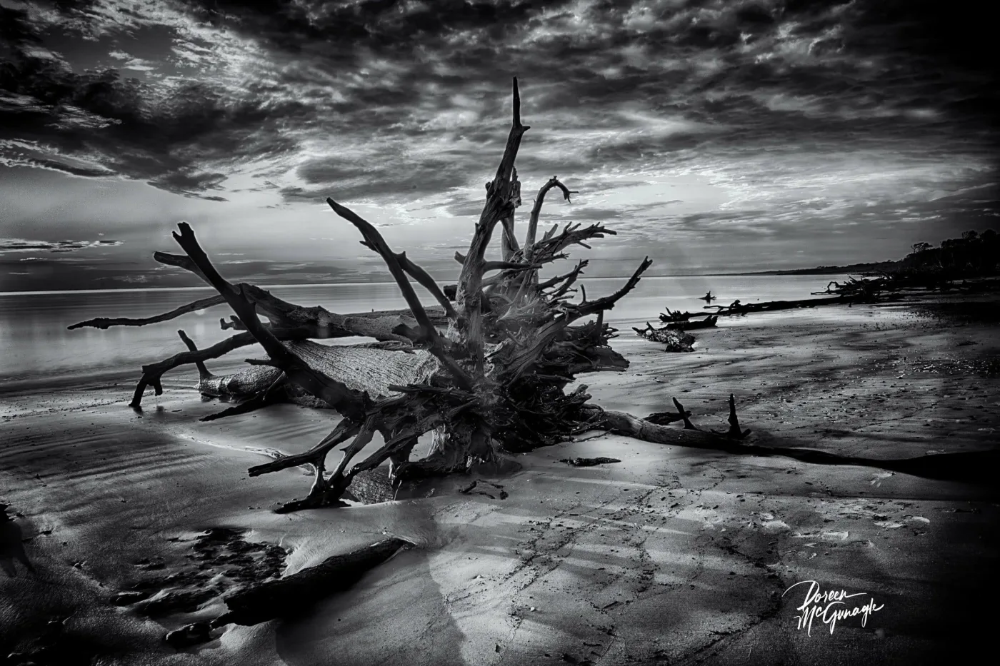 Driftwood Dreamscape, 2024