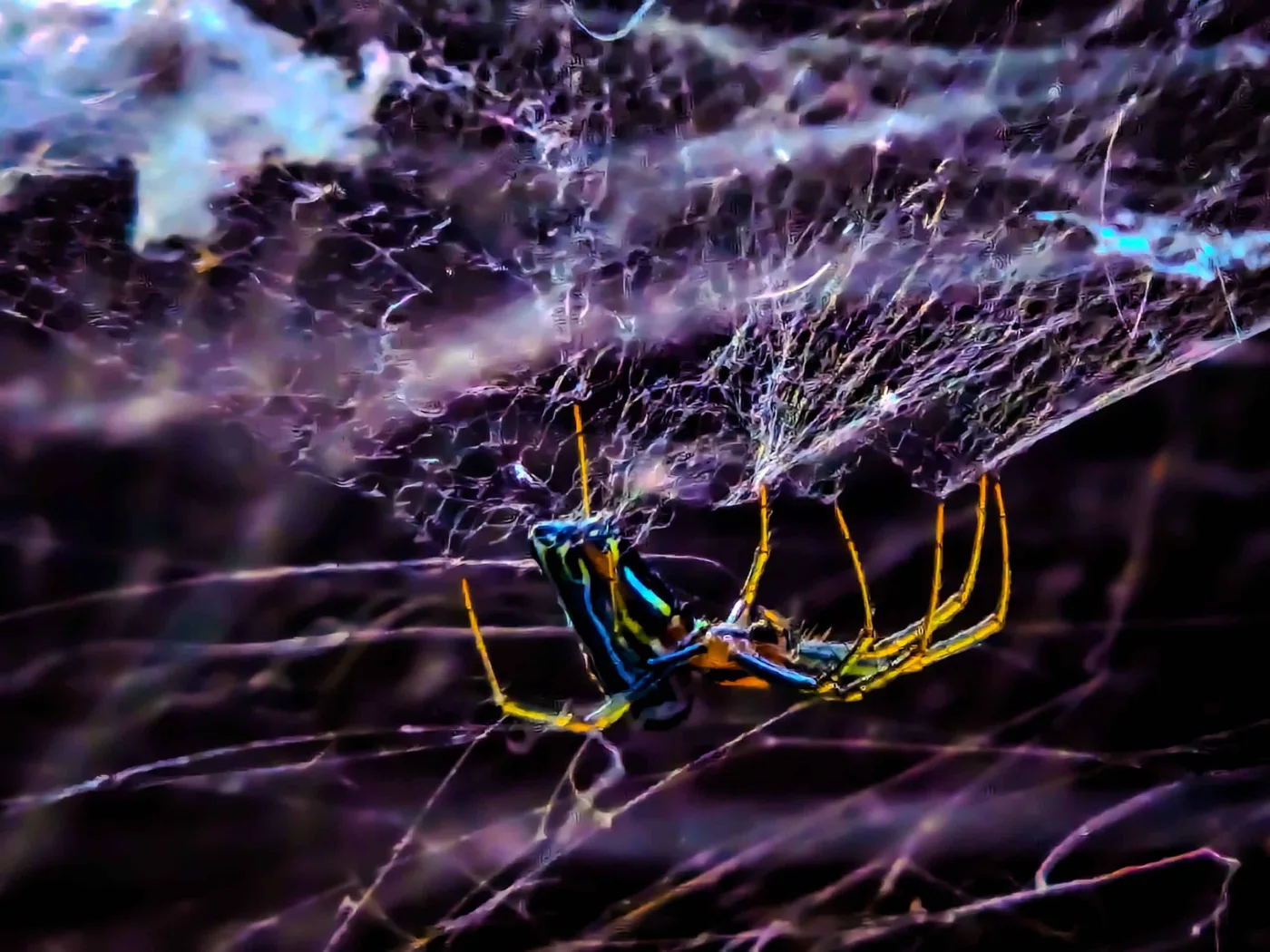 StanLee the Spider, MaaaaN, 2024