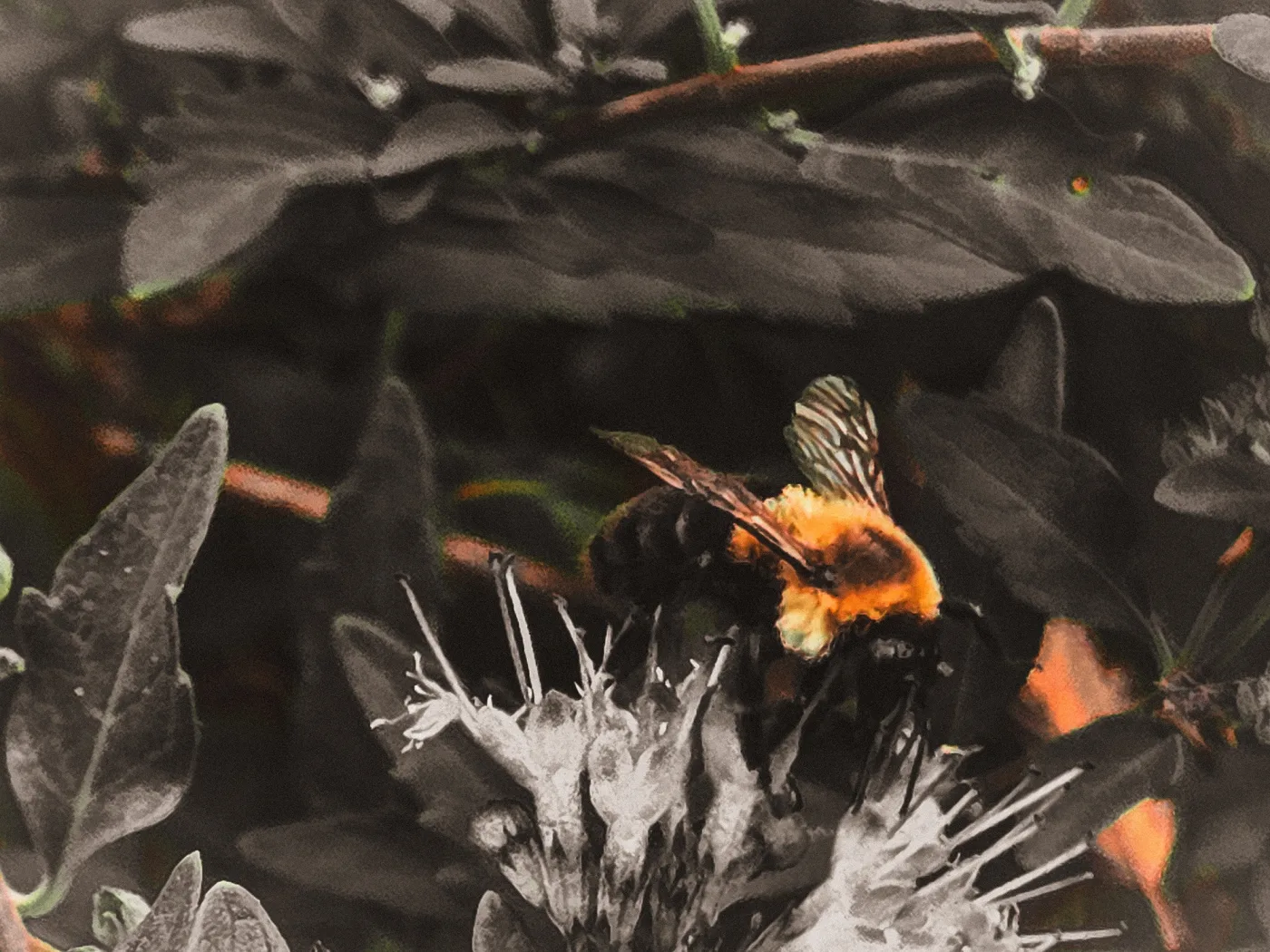 Bees… Cause I Said So…