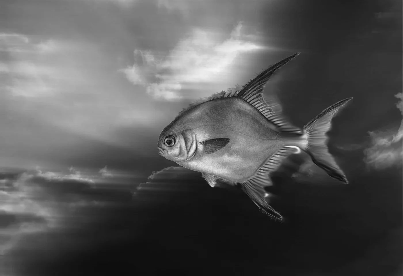 Fish in the Sky, 2008