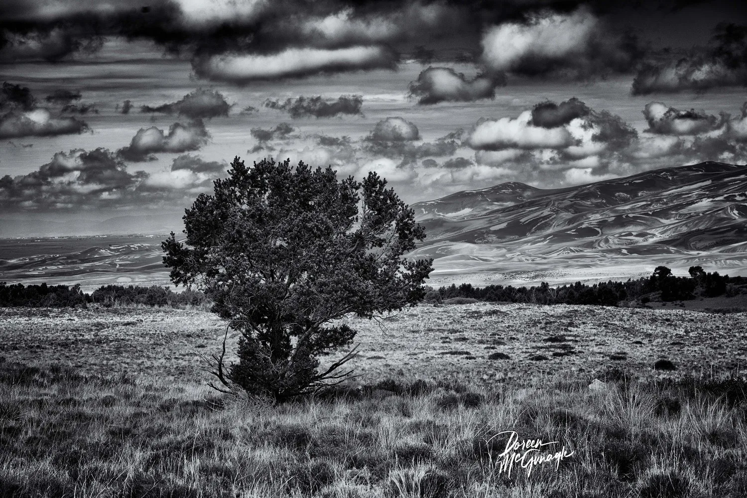 Solitary Sentinel Of The Dunes, 2025