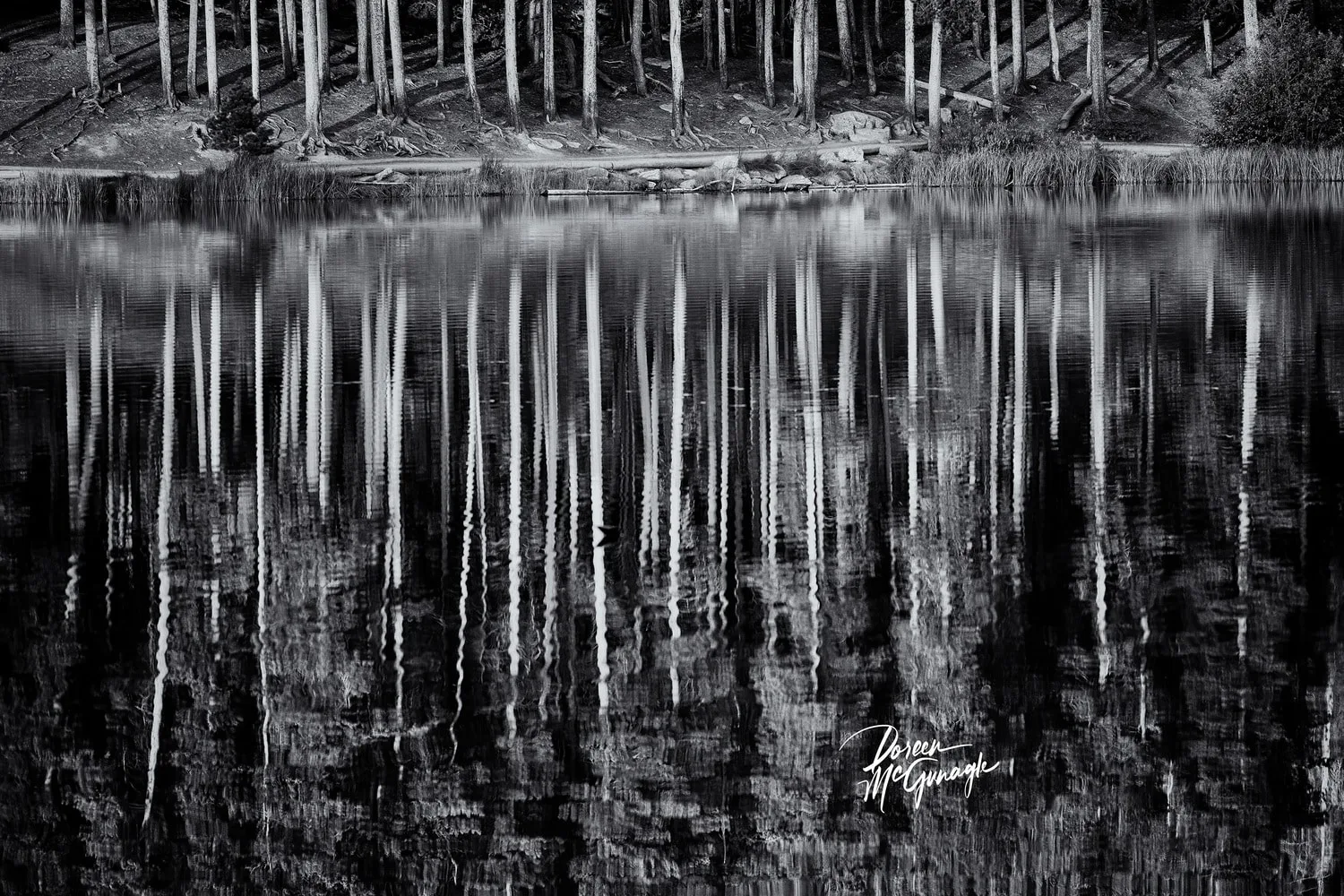 Reflections Beneath Silient Pines, 2025