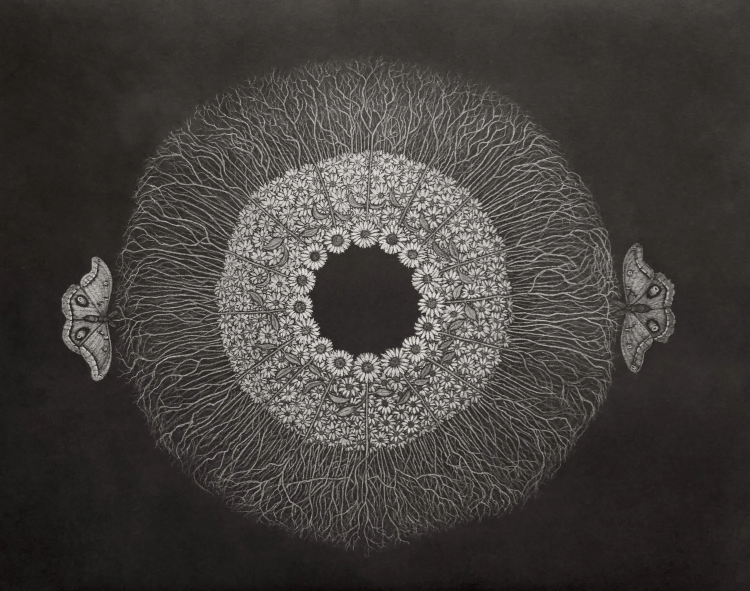Polyphemus Iris, 2025