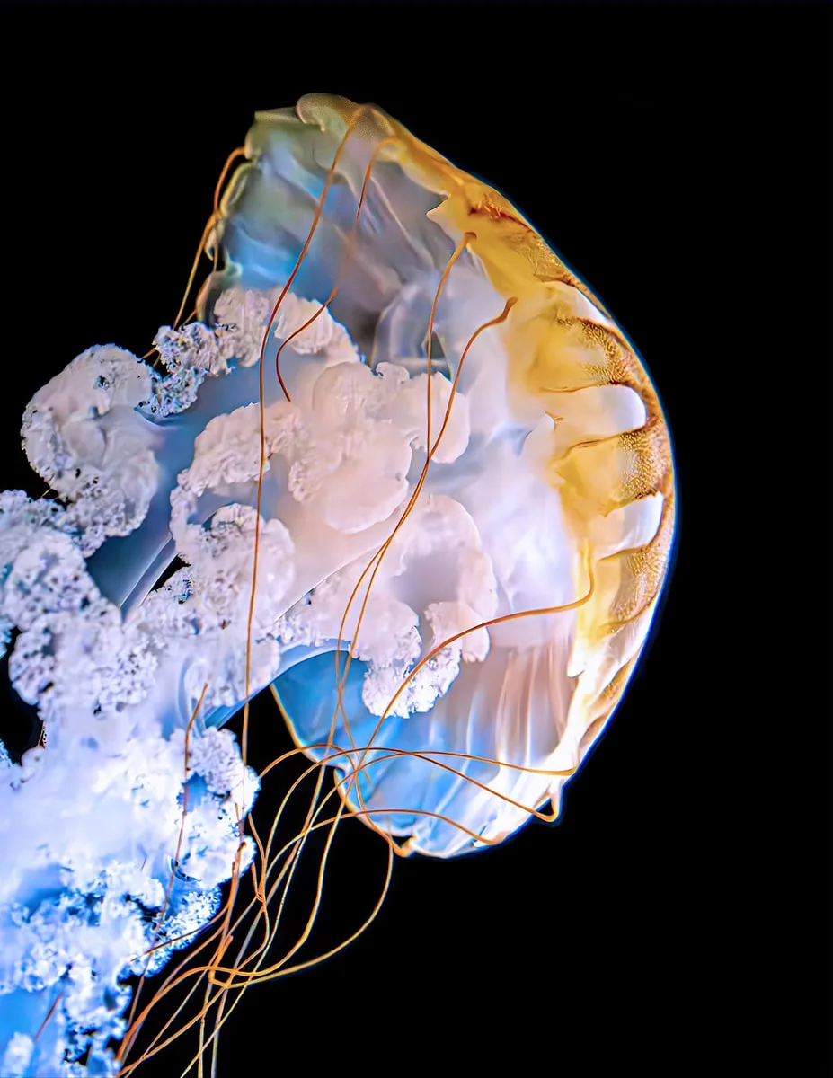 The Wonderful Jellyfish Kaiyukan Aquaruim – Osaka, Japan, 2023