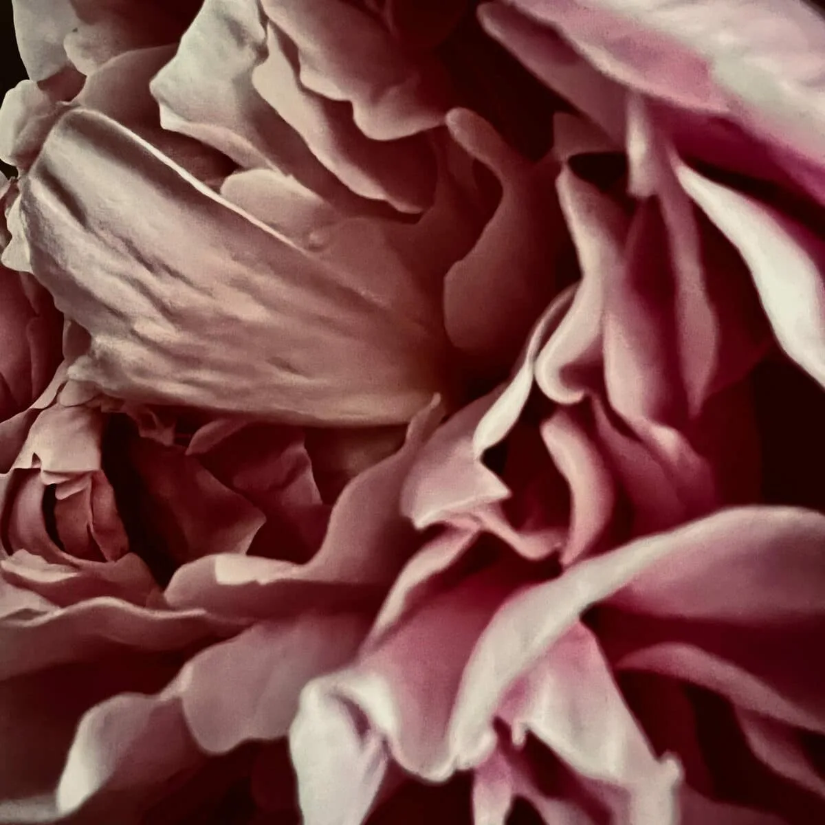 Rose Labyrinth, 2023