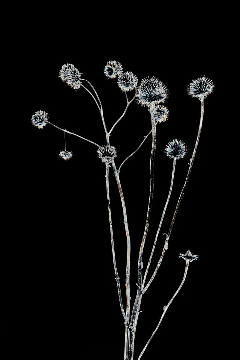Dry Dark, 2018