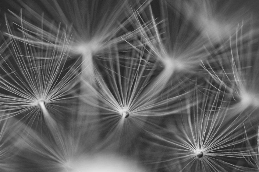 Details of a Dandelion I by Sandra Bechtold