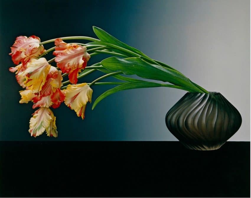 queer artist Robert Mapplethorpe's Parrot Tulips 