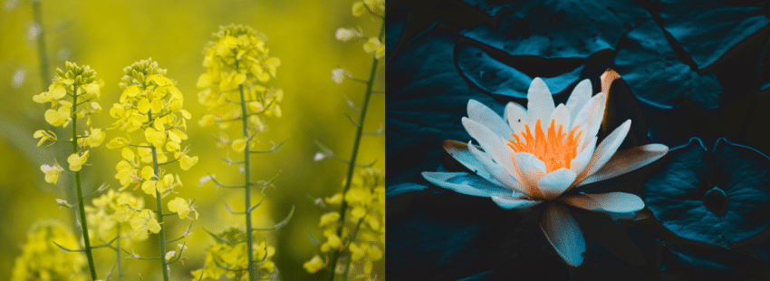 Color temperature in photography